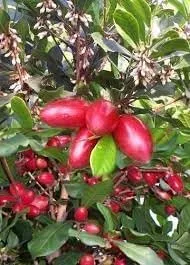 Vista 2 de Nuevas semillas de frutas milagrosas frescas 100 piezas Generic