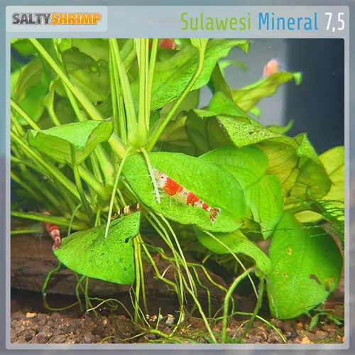 Vista 7 de Sulawesi 7,5 Minerales y oligoelementos Tanque de camarones cardenales (8.82 oz)