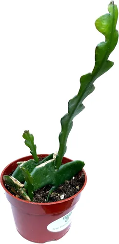 Vista 4 de Colecciones de cactus y suculentas de 4" (Fishbone Zig Zag Cactus 'Epiphyllum anguliger')