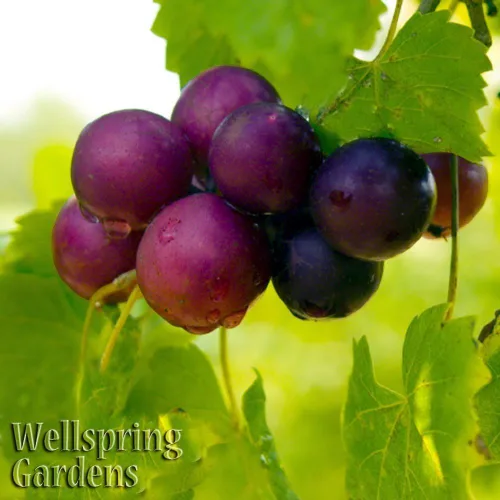 Vista 4 de Alachua Muscadine Grape Vine (paquete de 1) Planta viva por Wellspring