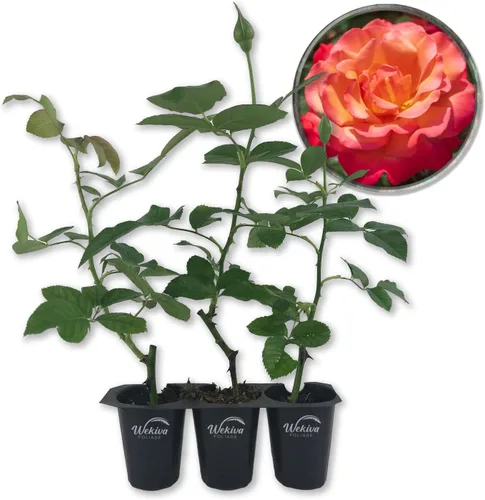 Vista 7 de Arbusto de rosa toscana – 1 planta de inicio vivo – Versátil y hermosa rosa Floribunda añade color y fragancia a cualquier jardín
