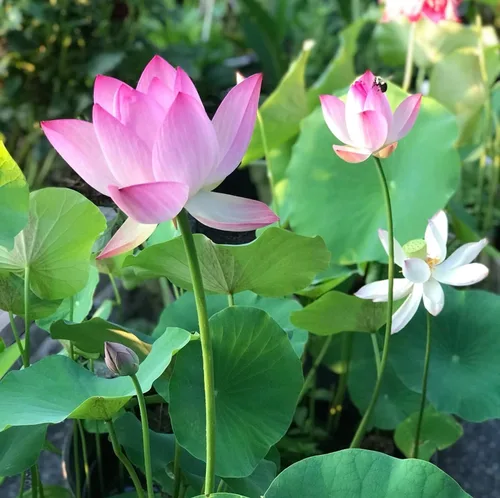 Vista 9 de 12 piezas de semillas de loto de colores mixtos rosa, rojo y verde para plantar hermosas plantas acuáticas para bonsáis de interior, estanques al