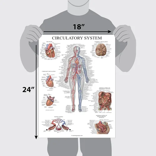 Vista 2 de Palace Learning Carta anatómica del sistema circulatorio, póster de anatomía vascular, (18 x 24 pulgadas)