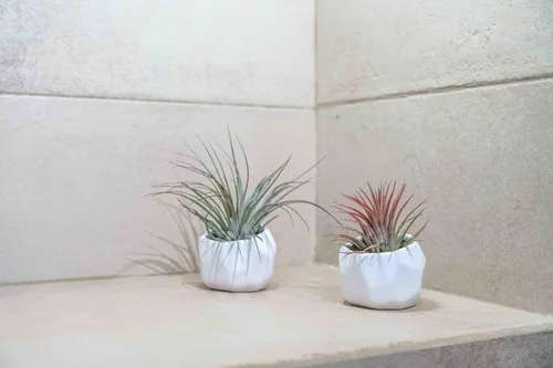 Vista 6 de Air Plant Shop Juego de 3 soportes geométricos blancos con plantas de aire mixtas, al por mayor y a granel, suculentas - Tillandsia viva - Plantas