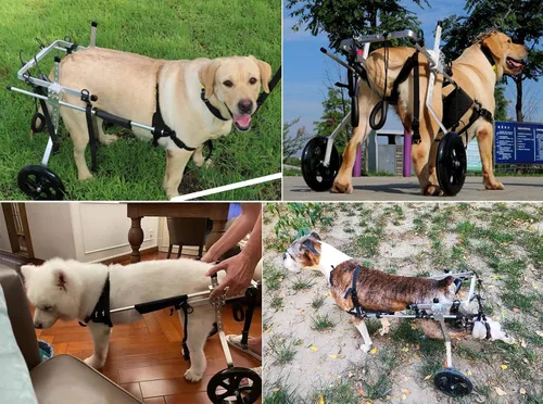 Vista 6 de Silla de ruedas ajustable para patas traseras, grande, pastor alemán labrador, ayuda para caminar, carritos para perros con 2 ruedas, soportes