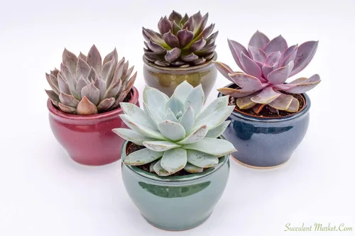 Vista 2 de Suculentas vivas en macetas - Plantas suculentas vivas en macetas (colección Echeveria)