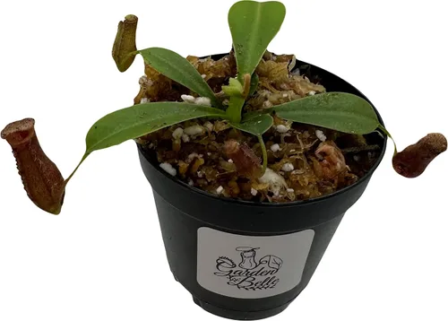 Vista 5 de Nepenthes 'Briggsiana' (N.Lowii x N.Ventricosa Rojo) Planta carnívora tropical en maceta de 2 pulgadas