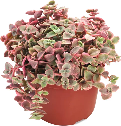 Vista 14 de Suculenta viva Sedum Adolphi 'Firestorm', 4 pulgadas, totalmente arraigada, fácil de cuidar
