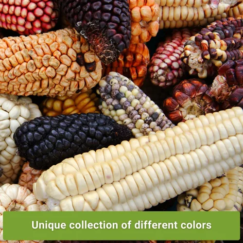 Vista 3 de Sow Right Seeds - Colección de semillas de maíz raras para plantar - Variedades de palomitas de maíz, hopi azul y nogal blanco King - Paquetes