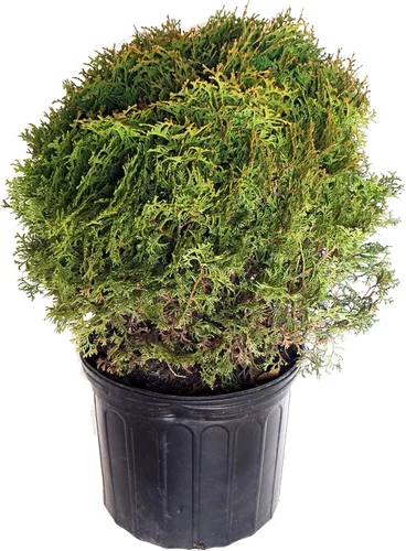 Vista 5 de Planta viva de Green Promise Farms - Thuja occidentalis, Fire Chief Globe Arborvitae #2 Contenedor de tamaño de galón Evergreen