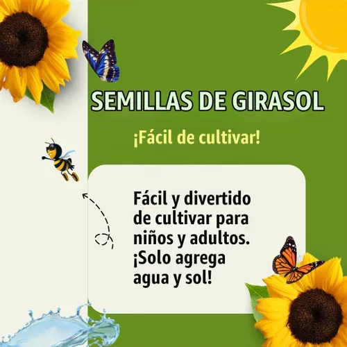 Vista 5 de Semillas de girasol enano para plantar