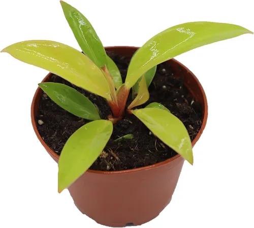 Vista 8 de Philodendron Neon Cordatum - 2" de California Tropicals
