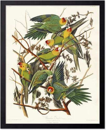 Vista 104 de Poster Master Póster vintage de James Audubon – Impresión retro de amargo americano – Arte de aves de América – Regalo para hombres, mujeres