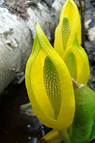 Vista 2 de 10 semillas de flor de col lysichiton americanus mofeta húmeda de lysichiton amarillo