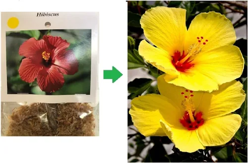 Vista 4 de CORTE DE PLANTAS DE HIBISCO AMARILLO HAWAIO ~ CRECE HAWAII