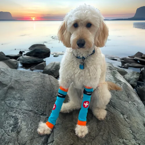 Vista 4 de PawFlex Comfy Paws - Leggings protectores antideslizantes de algodón para perros Funda médica para mascotas para patas de perros con agarre