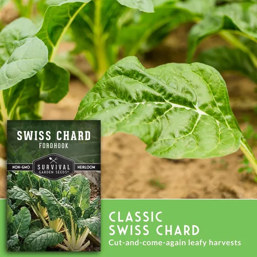 Vista 4 de Fordhook - Semillas de acelga gigante para plantar, acelga verde reliquia con tallos blancos, cultivo de clima fresco o cálido para jardines