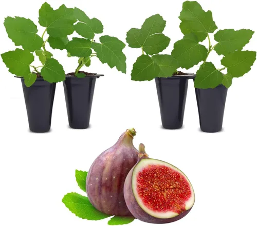 Vista 5 de Planta de Higo Black Mission (Paquete de 4) Planta frutal viva para plantar Cultive sus propios higos dulces y jugosos en casa Árbol fácil