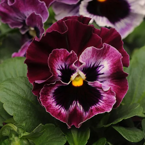 Vista 6 de Eden Brothers Johnny Jump Up Seeds