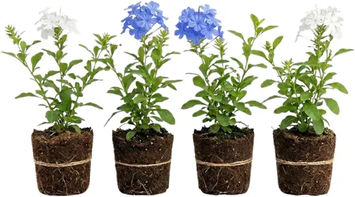 Vista 8 de 4 plantas vivas de plumbago azul, arbusto floreciente, 4-7 pulgadas de alto