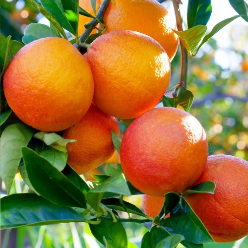 Vista 2 de Brighter Blooms - Árbol de naranja sanguina, 1-2 pies