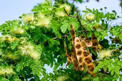 Vista 8 de 20 ÁRBOL DE LA Lengua De MUJER Blanco Mimosa Néctar Flor Albizia Lebbeck Semillas De Leguminosas