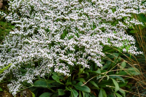 Vista 9 de 30 semillas de flores alemanas Statice White Sea Lavender Goniolimon Tataricum Limonium
