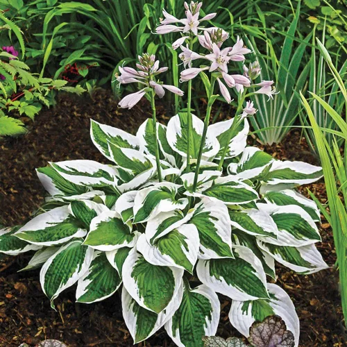 Vista 3 de Más de 100 semillas de flor Hosta perenne para plantar al aire libre, jardín, hogar, bellezas
