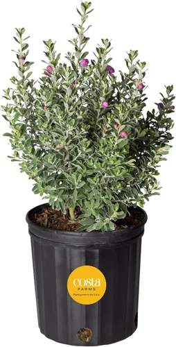 Vista 10 de Costa Farms Desert Escape Desert Rose - Planta suculenta viva de 16 a 21 pulgadas de alto, planta de interior o jardín al aire libre para patio
