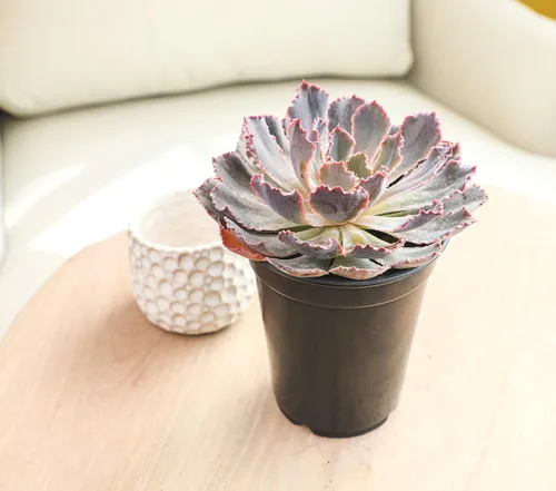 Vista 13 de Suculentas Echeveria de 1 cuarto de galón, 4 unidades, suculentas vivas recuerdos de fiesta en macetas suculentas, plantas suculentas vivas plantas