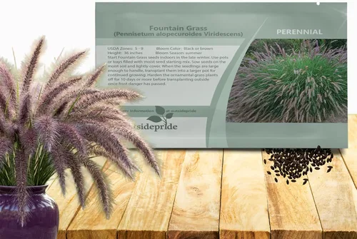 Vista 9 de Outsidepride - 25 semillas de la hierba ornamental perenne Pennisetum thunbergii (Red Buttons) para sembrar