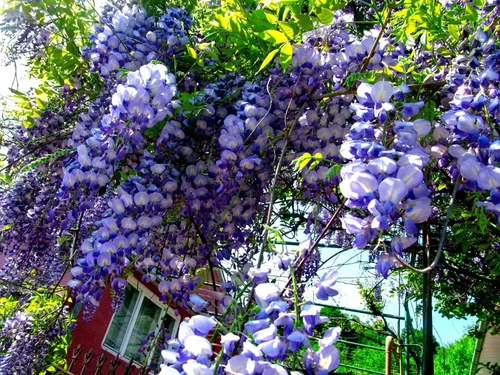 Vista 5 de 10 semillas de glicina americana para plantar - Wisteria frutescens