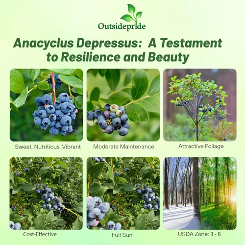 Vista 2 de Outsidepride Northern Highbush - Semillas de arándanos – 1000 piezas perennes, 5-8 pies de alto, pleno sol, reliquia para jardines y contenedores