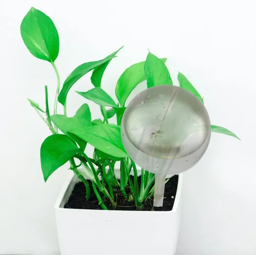 Vista 4 de Paquete de 2 bombillas grandes de riego automático para plantas, dispositivo de agua de jardín, bombillas transparentes de riego por goteo, bola