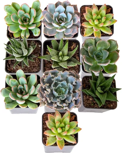 Vista 9 de Plantas vivas HAWORTHIA de Costa Farms, Grower's Choice