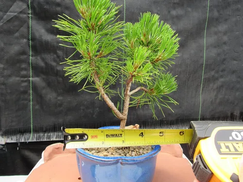 Vista 8 de Árbol bonsái de pino Mugo - Pequeño