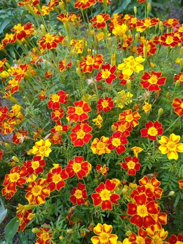 Vista 5 de Seeds4planting - Caléndulas Mezcla Mexicana Tagetes Flores Anuales Sin OGM