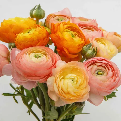 Vista 29 de Colección Tulip & Muscari - 15 bombillas - Bulbos de flores mixtas, bombilla atrae abejas, atrae mariposas, atrae polinizadores, fácil de cultivar