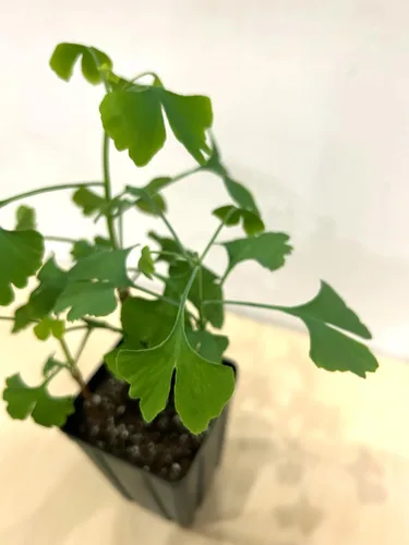 Vista 4 de Árbol de ginkgo - Maceta de 3 plantas de inicio. Gingko biloba. 6" - 9