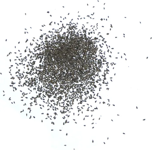 Vista 6 de Seed Needs Semillas de ajenjo para plantar hierbas tradicionales sin OMG, 1 paquete