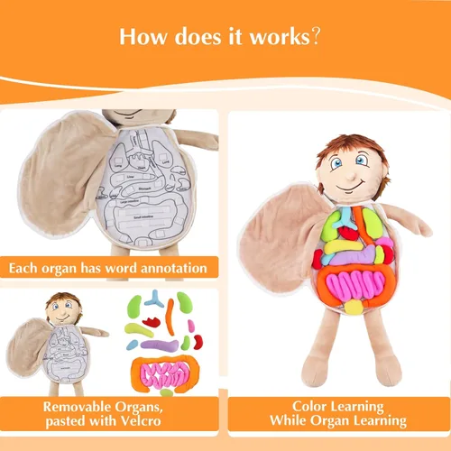 Vista 5 de vocheer Juguete de anatomía del cuerpo humano, juguetes de peluche de órgano educativo Montessori preescolar para niños, kits de aprendizaje