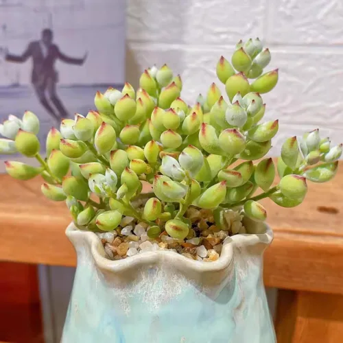 Vista 2 de Cotyledon Pendens - Planta viva suculenta en maceta, planta de casa rara para decoración del hogar y la oficina, cultivo en interiores y exteriores