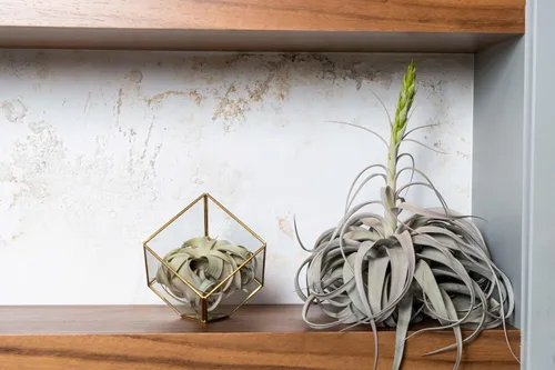 Vista 4 de Air Plant Shop Terrario geométrico de vidrio heptaedro con planta de aire Tillandsia Xerographica - Suculentas - Tillandsia viva - Plantas