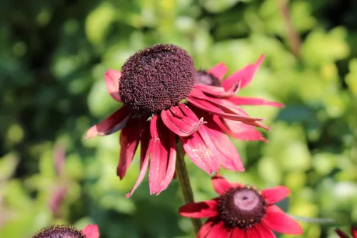 Vista 5 de 20 semillas de flores de Susan de ojos rojos y negros de cereza RUDBECKIA Hirta