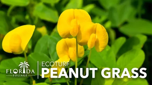 Vista 9 de EcoTurf - Hierba de maní perenne Planta de tamaño grande de 1 galón Arachis Glabrata Cubierta de suelo vivo para paisajismo sostenible