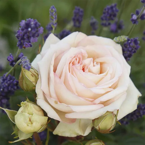 Vista 3 de Rosas Grandiflora, Planta de raíz propia viva, Parfuma® Madame Anisette™