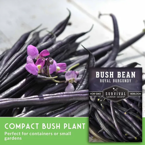 Vista 3 de Survival Garden Seeds - Semilla de frijol burdeos real para plantar - Paquete con instrucciones para plantar y cultivar frijoles morados sin hilo
