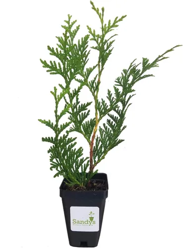 Vista 9 de Árbol arborvitae gigante verde Thuja de 3 pulgadas