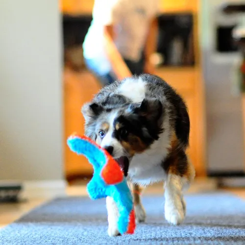 Vista 6 de Chuckit! ¡Tíralo! Juguete de perro ardilla interior Juguete interactivo para perros para aburrimiento y juego de búsqueda en interiores con diseño