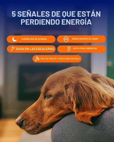 Vista 7 de Suplemento de longevidad para perros NAD+ y NMN - Salud de las articulaciones, vitalidad y envejecimiento saludable - Tecnología nanoliposomal